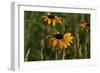 Wildflowers, Black-Eyed Susans-Gordon Semmens-Framed Photographic Print