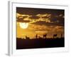 Wildflowers Bloom on Cliffs Above Cape of Good Hope, South Africa-Paul Souders-Framed Photographic Print