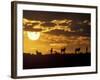 Wildflowers Bloom on Cliffs Above Cape of Good Hope, South Africa-Paul Souders-Framed Photographic Print