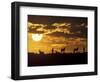 Wildflowers Bloom on Cliffs Above Cape of Good Hope, South Africa-Paul Souders-Framed Photographic Print