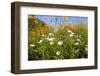 Wildflowers Blooming Near Rockport, Texas-Larry Ditto-Framed Photographic Print