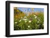 Wildflowers Blooming Near Rockport, Texas-Larry Ditto-Framed Photographic Print