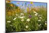 Wildflowers Blooming Near Rockport, Texas-Larry Ditto-Mounted Photographic Print