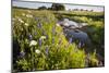 Wildflowers by Hill Country Stream, Texas, USA-Larry Ditto-Mounted Photographic Print