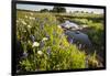 Wildflowers by Hill Country Stream, Texas, USA-Larry Ditto-Framed Photographic Print