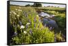 Wildflowers by Hill Country Stream, Texas, USA-Larry Ditto-Framed Stretched Canvas