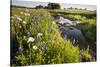 Wildflowers by Hill Country Stream, Texas, USA-Larry Ditto-Stretched Canvas