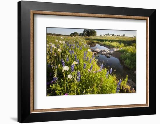 Wildflowers by Hill Country Stream, Texas, USA-Larry Ditto-Framed Photographic Print