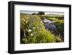 Wildflowers by Hill Country Stream, Texas, USA-Larry Ditto-Framed Photographic Print