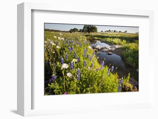 Wildflowers by Hill Country Stream, Texas, USA-Larry Ditto-Framed Photographic Print