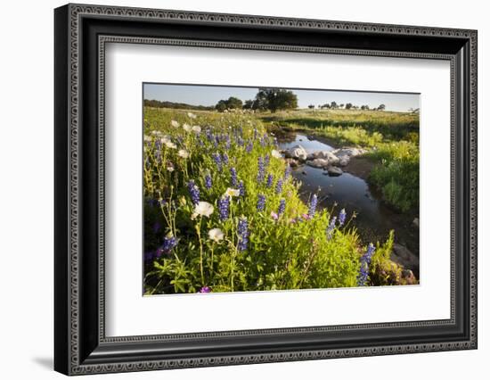 Wildflowers by Hill Country Stream, Texas, USA-Larry Ditto-Framed Photographic Print