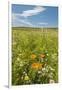 Wildflowers by Northstar's Vineyard, Walla Walla, Washington, USA-Richard Duval-Framed Photographic Print