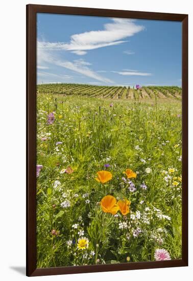 Wildflowers by Northstar's Vineyard, Walla Walla, Washington, USA-Richard Duval-Framed Photographic Print