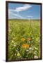 Wildflowers by Northstar's Vineyard, Walla Walla, Washington, USA-Richard Duval-Framed Photographic Print