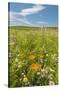 Wildflowers by Northstar's Vineyard, Walla Walla, Washington, USA-Richard Duval-Stretched Canvas