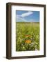 Wildflowers by Northstar's Vineyard, Walla Walla, Washington, USA-Richard Duval-Framed Photographic Print