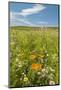 Wildflowers by Northstar's Vineyard, Walla Walla, Washington, USA-Richard Duval-Mounted Photographic Print