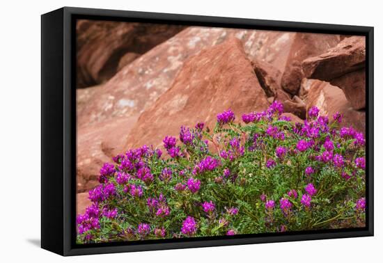 Wildflowers, Canyon De Chelly National Monument, Usa-Russ Bishop-Framed Stretched Canvas