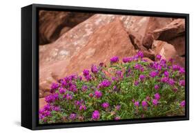 Wildflowers, Canyon De Chelly National Monument, Usa-Russ Bishop-Framed Stretched Canvas