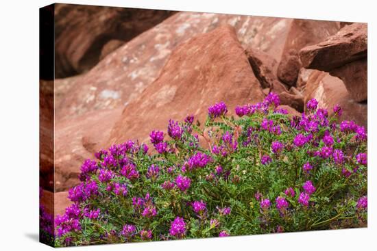 Wildflowers, Canyon De Chelly National Monument, Usa-Russ Bishop-Stretched Canvas