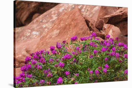 Wildflowers, Canyon De Chelly National Monument, Usa-Russ Bishop-Stretched Canvas