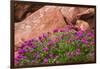 Wildflowers, Canyon De Chelly National Monument, Usa-Russ Bishop-Framed Photographic Print