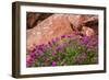 Wildflowers, Canyon De Chelly National Monument, Usa-Russ Bishop-Framed Photographic Print