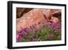 Wildflowers, Canyon De Chelly National Monument, Usa-Russ Bishop-Framed Photographic Print