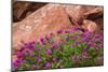 Wildflowers, Canyon De Chelly National Monument, Usa-Russ Bishop-Mounted Photographic Print