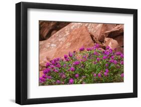 Wildflowers, Canyon De Chelly National Monument, Usa-Russ Bishop-Framed Photographic Print