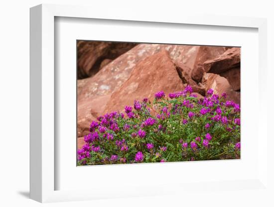 Wildflowers, Canyon De Chelly National Monument, Usa-Russ Bishop-Framed Photographic Print