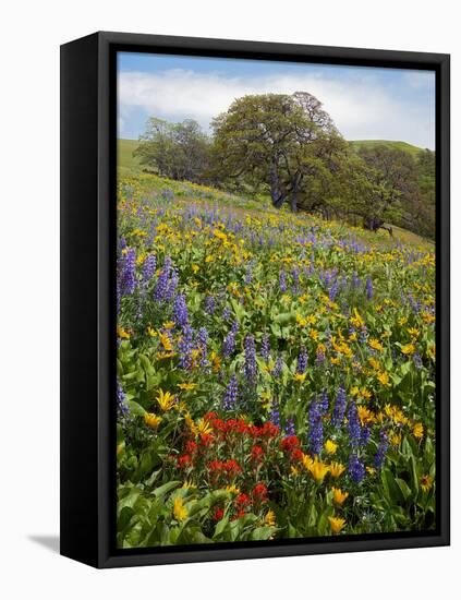 Wildflowers, Columbia River Gorge National Scenic Area, Washington,Usa-Charles Gurche-Framed Stretched Canvas