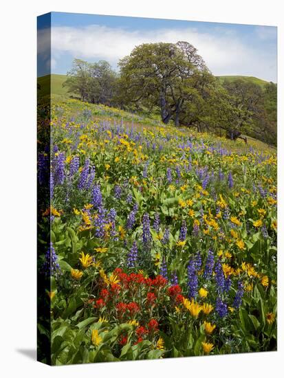 Wildflowers, Columbia River Gorge National Scenic Area, Washington,Usa-Charles Gurche-Stretched Canvas