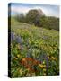 Wildflowers, Columbia River Gorge National Scenic Area, Washington,Usa-Charles Gurche-Stretched Canvas