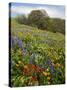 Wildflowers, Columbia River Gorge National Scenic Area, Washington,Usa-Charles Gurche-Stretched Canvas