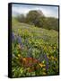 Wildflowers, Columbia River Gorge National Scenic Area, Washington,Usa-Charles Gurche-Framed Stretched Canvas