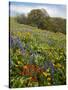 Wildflowers, Columbia River Gorge National Scenic Area, Washington,Usa-Charles Gurche-Stretched Canvas
