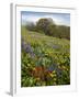 Wildflowers, Columbia River Gorge National Scenic Area, Washington,Usa-Charles Gurche-Framed Premium Photographic Print