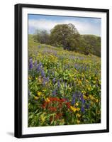 Wildflowers, Columbia River Gorge National Scenic Area, Washington,Usa-Charles Gurche-Framed Premium Photographic Print