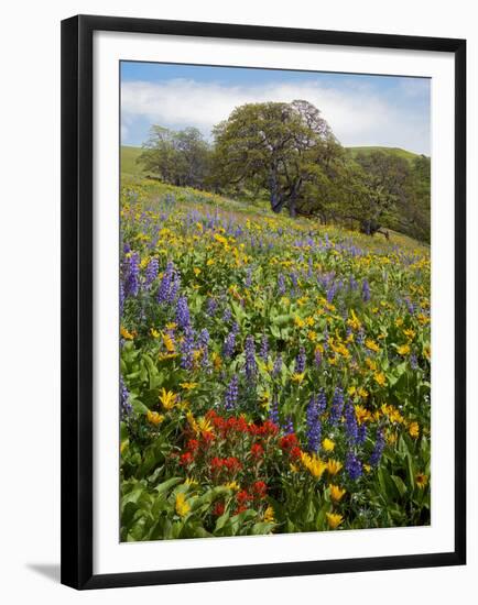 Wildflowers, Columbia River Gorge National Scenic Area, Washington,Usa-Charles Gurche-Framed Premium Photographic Print