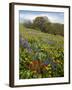 Wildflowers, Columbia River Gorge National Scenic Area, Washington,Usa-Charles Gurche-Framed Premium Photographic Print