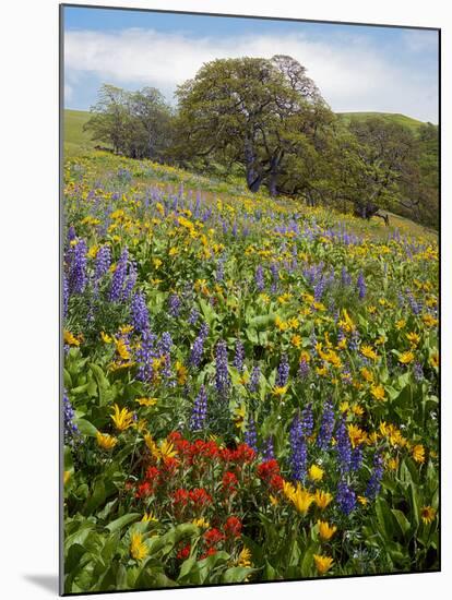 Wildflowers, Columbia River Gorge National Scenic Area, Washington,Usa-Charles Gurche-Mounted Premium Photographic Print