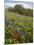 Wildflowers, Columbia River Gorge National Scenic Area, Washington,Usa-Charles Gurche-Mounted Premium Photographic Print