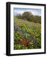 Wildflowers, Columbia River Gorge National Scenic Area, Washington,Usa-Charles Gurche-Framed Photographic Print