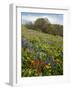 Wildflowers, Columbia River Gorge National Scenic Area, Washington,Usa-Charles Gurche-Framed Photographic Print