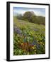 Wildflowers, Columbia River Gorge National Scenic Area, Washington,Usa-Charles Gurche-Framed Photographic Print