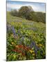 Wildflowers, Columbia River Gorge National Scenic Area, Washington,Usa-Charles Gurche-Mounted Photographic Print