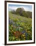 Wildflowers, Columbia River Gorge National Scenic Area, Washington,Usa-Charles Gurche-Framed Photographic Print