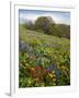 Wildflowers, Columbia River Gorge National Scenic Area, Washington,Usa-Charles Gurche-Framed Photographic Print