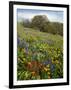 Wildflowers, Columbia River Gorge National Scenic Area, Washington,Usa-Charles Gurche-Framed Photographic Print